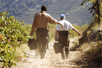 Poças leva estudantes de Erasmus ao Douro