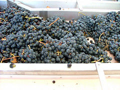 Vindimas e pisas regressam ao Douro