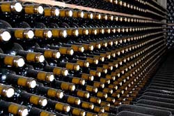 Boas vindimas prevêem vinhos de qualidade no Algarve