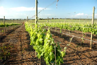 Comissão Vitivinícola Regional Algarvia ainda tem futuro incerto