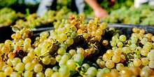 Júri internacional elege os melhores Vinhos Verdes