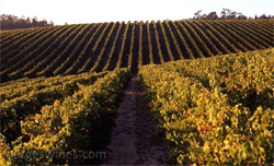 Quinta de Simaens é ouro no Melhor Vinha 2009